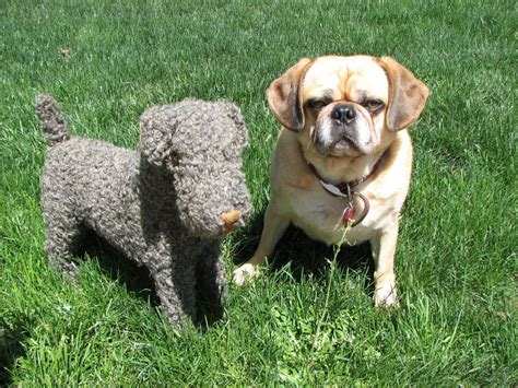 17 dog breeds with curly hair: MINT Vintage Grey Bedlington Terrier Dog Curly Haired Head ...