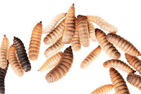 The Benefits Of Black Soldier Fly Larvae In Composting Dengarden