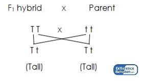 Random house kernerman webster's college dictionary, © 2010 k dictionaries ltd. Difference Between Test Cross and Backcross | Compare the ...