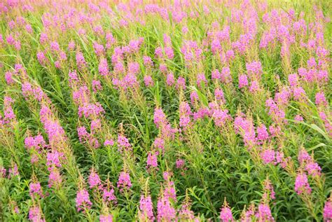 Beautiful Pink Flower Field — Stock Photo © Nejron 5097973