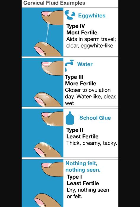 egg white cervical mucus vs sperm