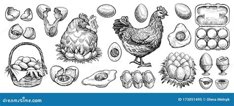 Chicken Eggs And Farm Hen Hand Drawn Vector Engraved Elements Nest