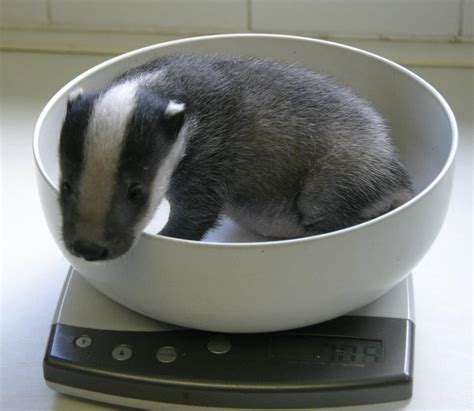 Baby Badger Being Brought Up By Folly Wildlife Rescue Cute Animals