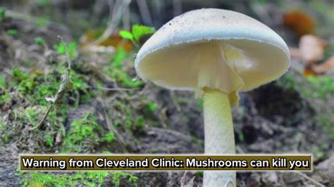 Warning From Cleveland Clinic Mushrooms Can Kill You