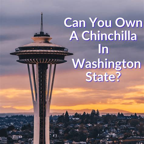 Can You Own A Chinchilla In Washington State? (Legal Matters)