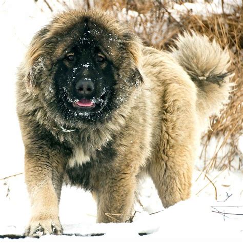 Caucasian Ovcharka Used In Russia To Hunt Bears Caucasian Shepherd