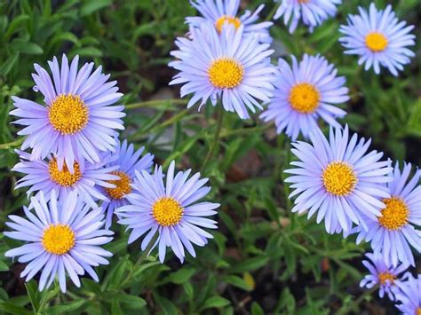 How To Plant Alpine Aster Aster Alpinus Dear Plants