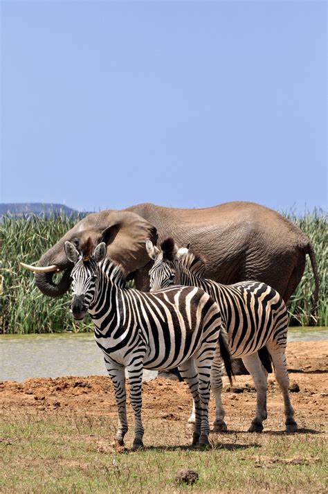 Burchells Zebra And Elephant