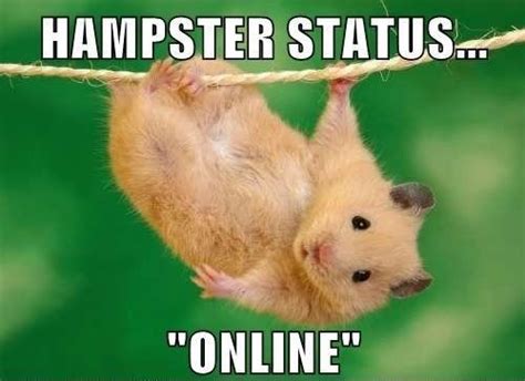 43 Most Funniest Hamster Memes S Images And Graphics