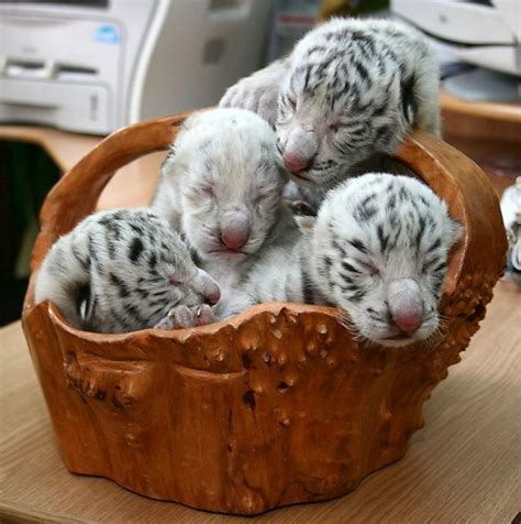 17 Best Images About Baby Tigers On Pinterest Amigos Tiger Cubs And