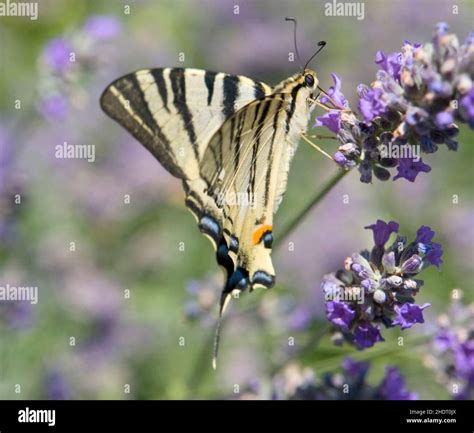 Butterfly Swallowtail Butterflies Swallowtails Stock Photo Alamy