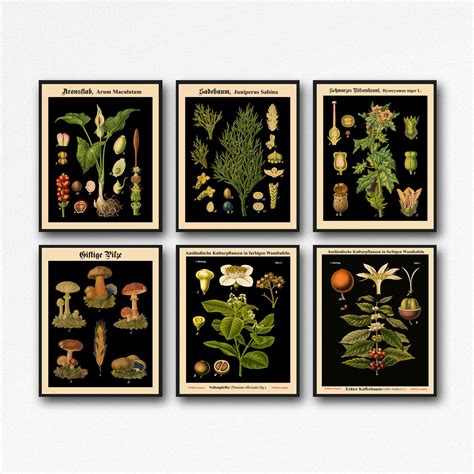 Set Of 6 Botanical Prints Botanical Poster Set Of Kitchen Prints Living