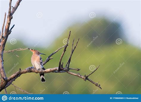 Eurasian Hoopoe Or Upupa Epops Bird Is Sitting On Branches Stock Image