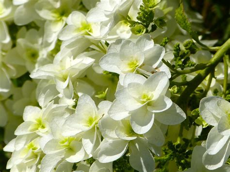 White hydrangea flowers for sale. Wallpaper : white, flowers, nature, shrubs, summer ...