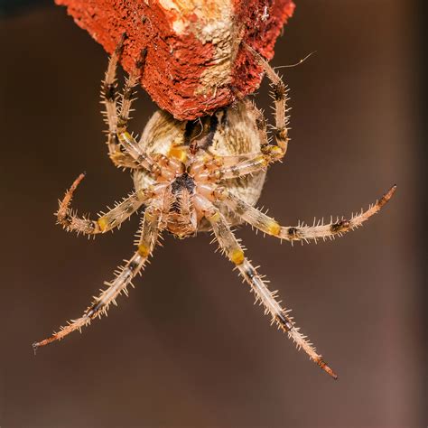 Garden spiders are among the most common spiders in the world. European Garden Spider - Araneus diadematus image - Free ...