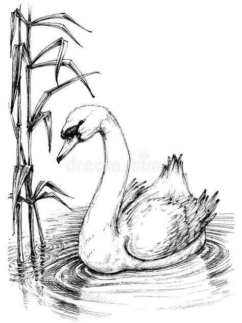 Swan Sketch Royalty Free Illustration Animal Sketches Easy Art