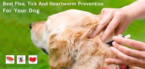 Best Flea Tick And Heartworm Prevention For Dogs