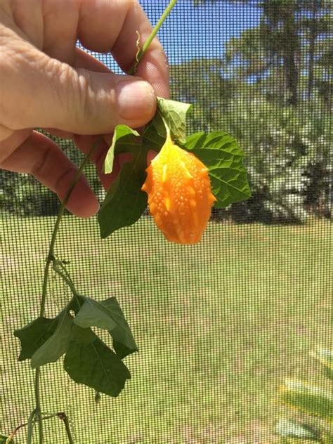 Central Florida Wild Vine With Spiky Yellow Fruit