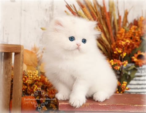 White Persian Kittens For Sale White Persian Cats Doll Face Persians