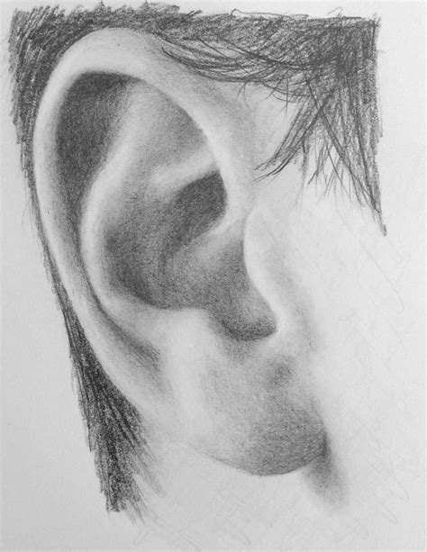 How To Draw An Ear From The Side Step By Step Drawing Demonstration