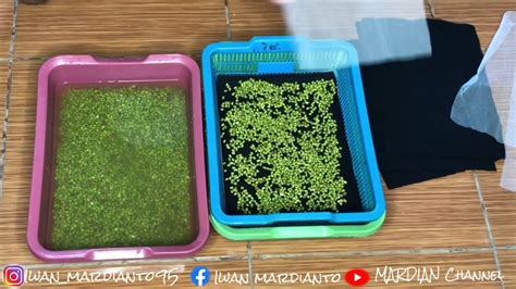 Setujukah anda bahwa segelas teh yang hangat dan lezat bukan hanya mampu menghangatkan raga, melainkan juga jiwa penikmatnya? Cara membuat toge atau kecamba tanpa akar - YouTube