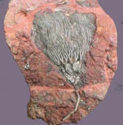 Pictures of fossils found in missouri. Missouri State Fossil: Crinoid (Delocrinus missouriensis)