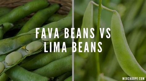 Fava Beans Vs Lima Beans Eatlords