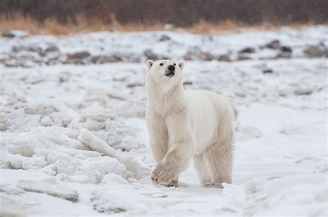 Polar Bear On The Move Sean Crane Photography