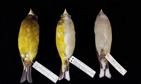 Lauras Birding Blog Abnormal Plumage Part I Bilateral Gynandromorphs