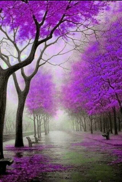 Beautiful Trees By Sun Gazing Trees Pinterest Purple