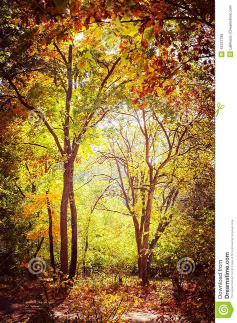 Sunny Day In Autumn Park With Colorful Trees Stock Image Image Of