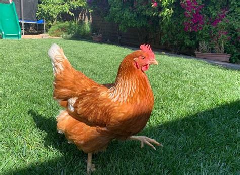 Golden Sex Link Chicken Origins Eggs And Care