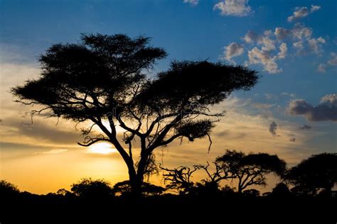 Acacia Tree In Africa Savannah Sunset Silhouette Stock Photo Image Of