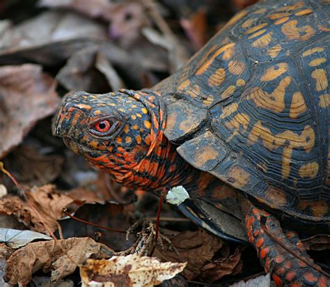 Parenting pets care tipsматеринство и детство. Things to Know before Keeping Eastern Box Turtle as Pet ...