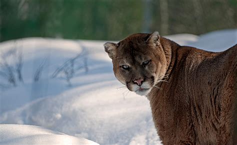 Wisconsins Wandering Mountain Lion Makes Another Stop