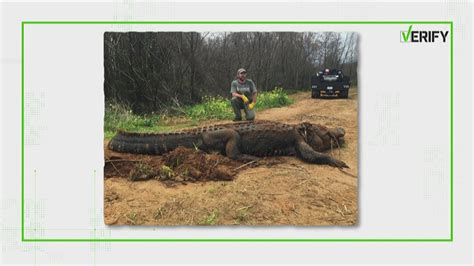 Verify Was A Massive Alligator Discovered Near Georgias Lake