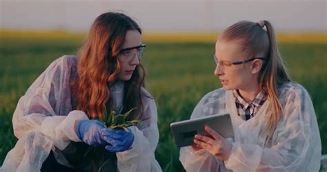 Two Agronomists Examining Crops In Field Agriculture Stock Footage