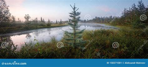 Beautiful Summer Northern Siberian Wild Landscape A Lonely Spruce
