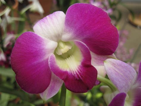 Orchid Of The Week Dendrobium Spectabile Brooklyn Orchids