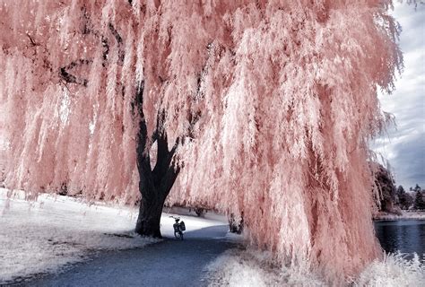 All varieties have been preserved to ensure they will not wilt in the same way living plants would. Willow Tree infrared... by MichiLauke on DeviantArt