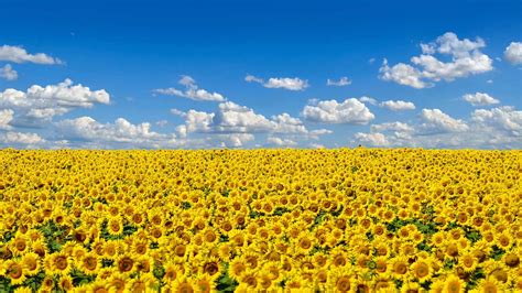 Field Of Sunflowers Ukraines National Flower Bing™ Wallpaper Gallery