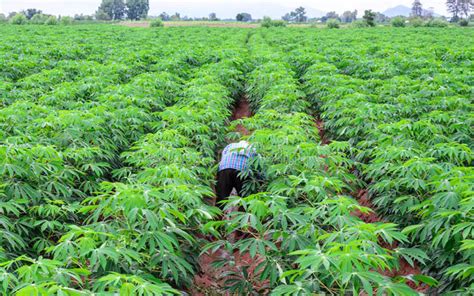 CASSAVA PRODUCTION National Agricultural Advisory Services