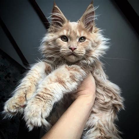 Cute Maine Coons Kittens That Are Absolutely Adorable