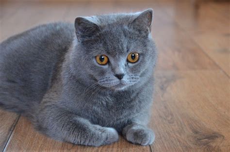 11 Friendliest Cat Breeds For Kids