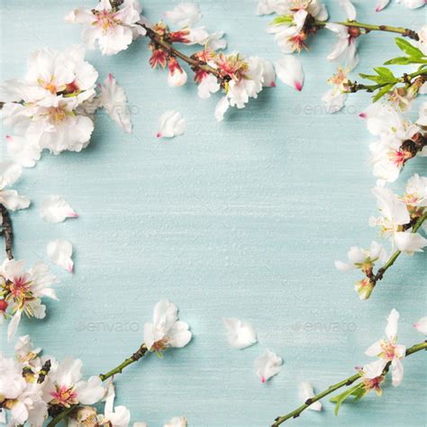 Spring Almond Blossom Flowers Over Light Blue Background