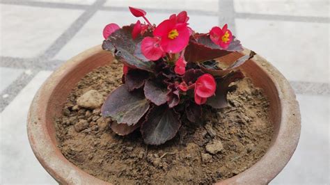 Begonia Plant Care Hindi How To Grow And Care Begonia