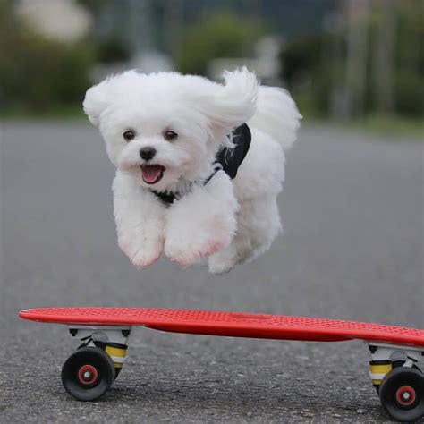 14 Fluffy Facts About Adorable Maltese Dogs Petpress Maltese Dogs