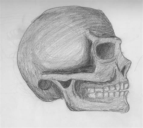 It supports the structures of the face and provides a protective cavity for the brain. Side view of Human Skull by MellissaAF on DeviantArt