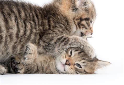 Two Cute Kittens Playing Stock Image Image Of Adorable 96950633