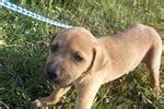 Ladner bloodline all the way! Black Mouth Cur Puppies for Sale from Reputable Dog Breeders